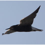 Adult breeding Adult breeding