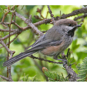 Note: brown cap, olive back, and buffy sides. Note: brown cap, olive back, and buffy sides.