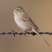Note: white eye ring, pale stubby bill, and light gray collar. Note: white eye ring, pale stubby bill, and light gray collar.