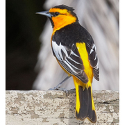 Male. Note: black throat and eyeline and white wing coverts. Male. Note: black throat and eyeline and white wing coverts.