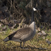 Note: long bill Note: long bill