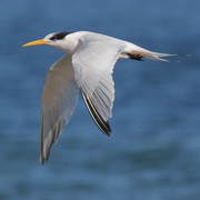 Adult nonbreeding, note long, thin, decurved bill Adult nonbreeding, note long, thin, decurved bill