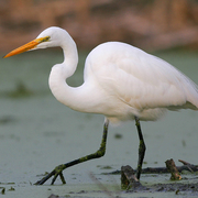 Note: black legs and long neck. Note: black legs and long neck.