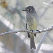 Note: short small bill, shorter tail, and distinct Note: short small bill, shorter tail, and distinct