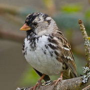 Molting into adult breeding plumage. Molting into adult breeding plumage.