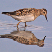 Note slightly droopy bill and sharp border between streaked brown breast and white belly. Note slightly droopy bill and sharp border between streaked brown breast and white belly.