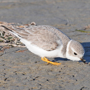 Winter plumage. Note: soft gray plumage, white collar, and yellow legs. Winter plumage. Note: soft gray plumage, white collar, and yellow legs.
