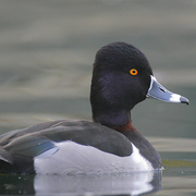 Male. Note: dark back, ring around the base of the bill and the ring on the bill. Male. Note: dark back, ring around the base of the bill and the ring on the bill.