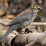 Winter plumage Winter plumage