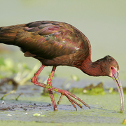 Breeding adult Breeding adult