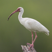 Adult Adult