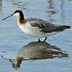 Breeding plumage female.